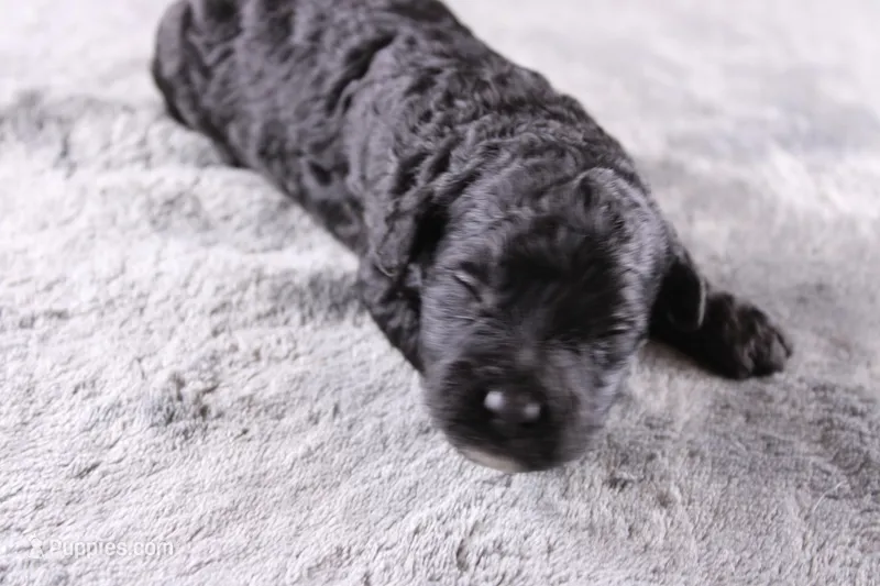 Creed – Miniature Goldendoodle puppy for sale in Greensboro, NC