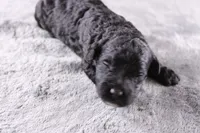 Creed, a male Miniature Goldendoodle for sale in Greensboro, NC – 1 of 7