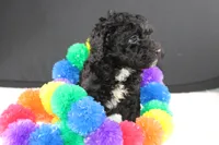 Creed, a female Miniature Goldendoodle for sale in Greensboro, NC – 2 of 7