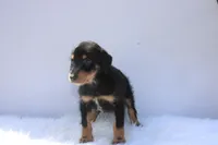 Hennessey, a female Doberman Pinscher and Poodle - Standard  for sale in Greensboro, NC – Photo 1 of 5