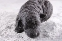 Deacon, a male Miniature Goldendoodle for sale in Greensboro, NC – 6 of 7