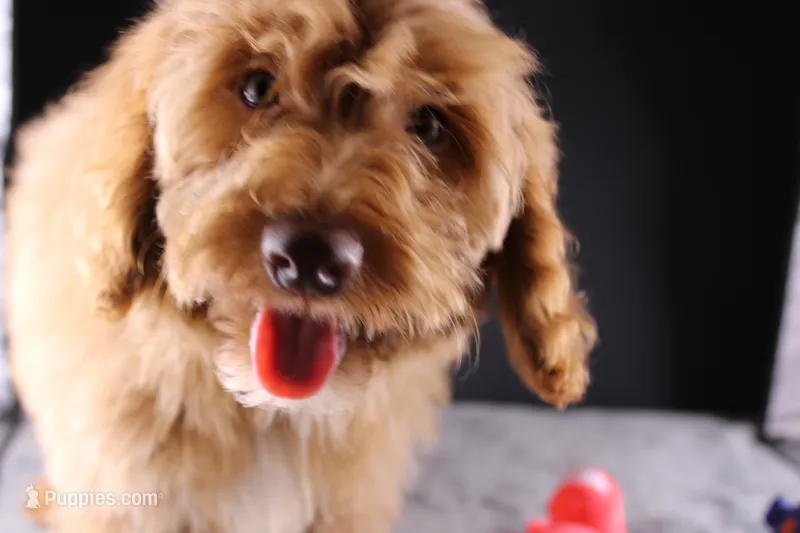 Swiper – Miniature Aussiedoodle puppy for sale in Greensboro, NC