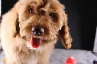 Swiper, a male Miniature Aussiedoodle for sale in Greensboro, NC – 1 of 10