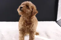 Milo, a male Shihpoo for sale in Greensboro, NC – 5 of 10