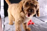 Swiper, a male Miniature Aussiedoodle for sale in Greensboro, NC – 6 of 10
