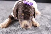 Loretta L, a female Poodle - Standard  for sale in Greensboro, NC – 4 of 8