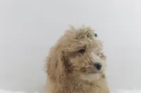 MiMi, a female Afghan Hound and Poodle - Miniature  for sale in Greensboro, NC – Photo 6 of 7