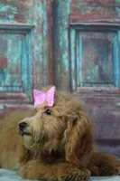 MiMi, a female Afghan Hound and Poodle - Miniature  for sale in Greensboro, NC – Photo 4 of 7