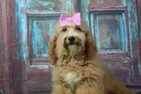 MiMi, a female Afghan Hound and Poodle - Miniature  for sale in Greensboro, NC – Photo 3 of 7