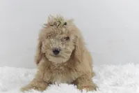 MiMi, a female Afghan Hound and Poodle - Miniature  for sale in Greensboro, NC – Photo 5 of 7