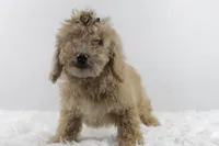 MiMi, a female Afghan Hound and Poodle - Miniature  for sale in Greensboro, NC – Photo 7 of 7