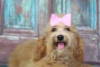 MiMi, a female Afghan Hound and Poodle - Miniature  for sale in Greensboro, NC – Photo 2 of 7