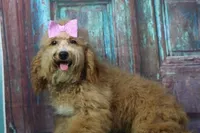 MiMi, a female Afghan Hound and Poodle - Miniature  for sale in Greensboro, NC – Photo 1 of 7