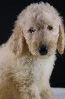 Dolly P, a female Poodle - Standard  for sale in Greensboro, NC – 6 of 9