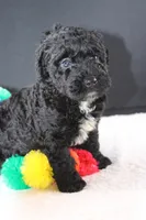 Creed, a female Miniature Goldendoodle for sale in Greensboro, NC – 7 of 7