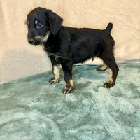 Rebel, a male Doberman Pinscher and Poodle - Standard  for sale in Greensboro, NC – Photo 6 of 10