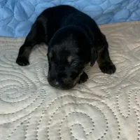 Rebel, a male Doberman Pinscher and Poodle - Standard  for sale in Greensboro, NC – Photo 10 of 10