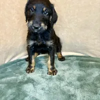 Rebel, a male Doberman Pinscher and Poodle - Standard  for sale in Greensboro, NC – Photo 3 of 10