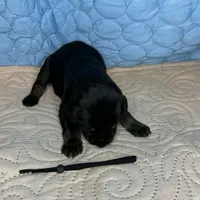 Rebel, a male Doberman Pinscher and Poodle - Standard  for sale in Greensboro, NC – Photo 8 of 10