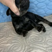 Rebel, a male Doberman Pinscher and Poodle - Standard  for sale in Greensboro, NC – Photo 9 of 10