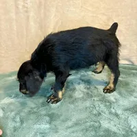 Rebel, a male Doberman Pinscher and Poodle - Standard  for sale in Greensboro, NC – Photo 2 of 10