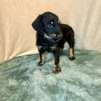 Rebel, a male Doberman Pinscher and Poodle - Standard  for sale in Greensboro, NC – Photo 5 of 10