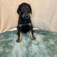 Rebel, a male Doberman Pinscher and Poodle - Standard  for sale in Greensboro, NC – Photo 4 of 10