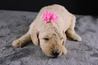 Dolly P, a female Poodle - Standard  for sale in Greensboro, NC – 4 of 10