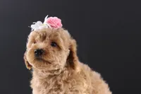 Blossom, a female Shihpoo for sale in Greensboro, NC – 1 of 8