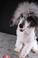 Jasper, a male Poodle - Toy  for sale in Greensboro, NC – 6 of 9