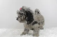 Diva, a female Afghan Hound and Poodle - Miniature  for sale in Greensboro, NC – Photo 8 of 9