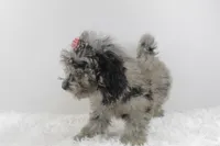 Diva, a female Afghan Hound and Poodle - Miniature  for sale in Greensboro, NC – Photo 2 of 9