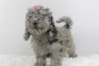 Diva, a female Afghan Hound and Poodle - Miniature  for sale in Greensboro, NC – Photo 1 of 9