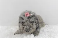 Diva, a female Afghan Hound and Poodle - Miniature  for sale in Greensboro, NC – Photo 5 of 9