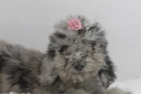 Diva, a female Afghan Hound and Poodle - Miniature  for sale in Greensboro, NC – Photo 7 of 9