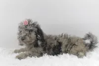 Diva, a female Afghan Hound and Poodle - Miniature  for sale in Greensboro, NC – Photo 3 of 9