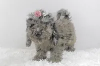 Diva, a female Afghan Hound and Poodle - Miniature  for sale in Greensboro, NC – Photo 9 of 9