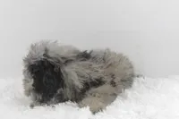 Diva, a female Afghan Hound and Poodle - Miniature  for sale in Greensboro, NC – Photo 4 of 9