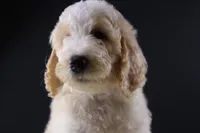 Waylon J, a male Poodle - Standard  for sale in Greensboro, NC – 3 of 8