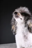 Jasper, a male Poodle - Toy  for sale in Greensboro, NC – 8 of 9
