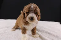 Teddy, a male Miniature Goldendoodle for sale in Greensboro, NC – 2 of 10