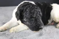 Williw N, a male Poodle - Standard  for sale in Greensboro, NC – 4 of 8