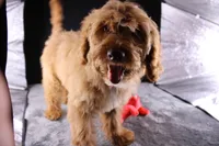 Swiper, a male Miniature Aussiedoodle for sale in Greensboro, NC – 5 of 10