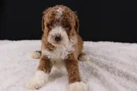 Teddy, a male Miniature Goldendoodle for sale in Greensboro, NC – 8 of 10