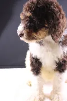 Loretta L, a female Poodle - Standard  for sale in Greensboro, NC – 4 of 9
