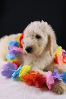 Dolly P, a female Poodle - Standard  for sale in Greensboro, NC – 8 of 9