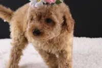 Blossom, a female Shihpoo for sale in Greensboro, NC – 2 of 8