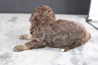 Patsy C, a female Poodle - Standard  for sale in Greensboro, NC – 6 of 8