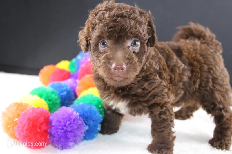 Christian – Miniature Goldendoodle puppy for sale in Greensboro, NC
