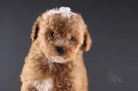 Poppy, a female Shihpoo for sale in Greensboro, NC – 8 of 8